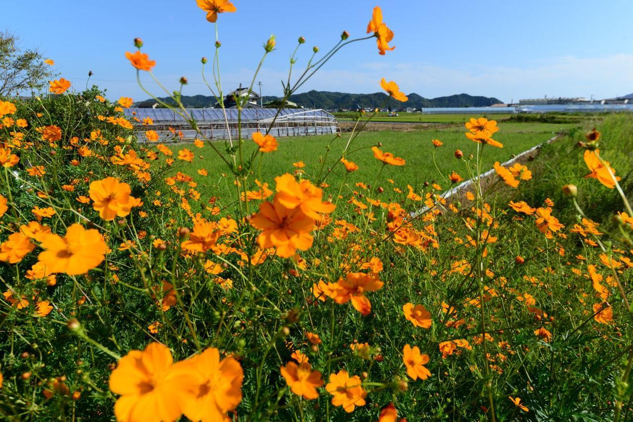 Haruno Guesthouse Kōchi Exteriér fotografie